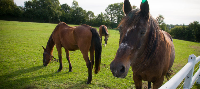 chevaux ferme du ravin calvados normandie